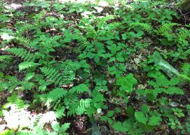 It is so important to look down at your forest floor. What is growing? Does it look like this?