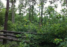 Appalachian Forest Consultants will improve your property's ability to hold deer - guaranteed!