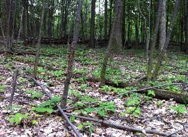 If competing plants are removed, native hardwood seedlings can thrive.