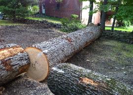 Large logs can be valuable, especially if sold the right way! Call AFC for high dollar log sales!
