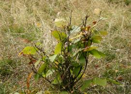 Appalachian Forest Consultants picture of severely browsed seedling. Deer are a wonderful asset to Pennsylvania's forests, but they can also cause extreme damage to the environment when their population levels are out of balance with their habitat.