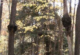 Appalachian Forest Consultants picture of black cherry stand with black knot. Black Knot on Black Cherry can really degrade and devalue trees. Also, if left alone, the black knot will spread to more cherry trees.