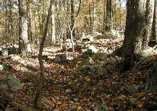 Forest history comes alive with old mule logging roads like this. Let a forester manage your timberland assets.
