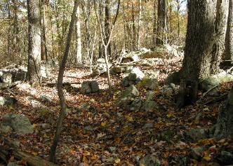 Forest history comes alive with old mule logging roads like this. Let a forester manage your timberland assets.