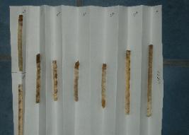 Small core samples can be extracted from trees safely. These samples provide good information to the forest manager and can help the forest owner make wise decisions.