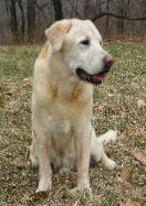 Ranger has been a faithful friend to Forester Mike Wolf for 13.5 years. Ranger has recently retired from woods work to a dog's life of laying around the house.