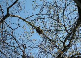 Good forest management can include creating opportunities for forest landowners to see an abundance of wildlife in and near their forest.