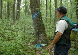 Painting trees that have been selected for harvest is crucial. The slash and the stump mark are used by a forester to keep tabs on a logging crew during the timber harvesting operation.