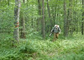 In many cases, it is necessary to control unwanted plants in our forests. Fern, multiflora rose, striped maple and other plants can harm the diversity and health of your forest. Call Appalachian Forest Consultants for help.