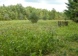 No longer bare dirt. This food plot really took off this summer and is now a desirable place for animals to feed.
