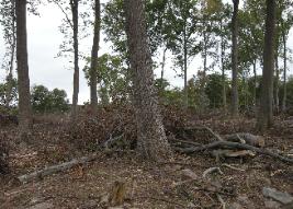 Most logging jobs do not look like this one. In too many cases, small and inadequate trees are left following a harvest. This sale however was marked by a professional forester with a goal of regenerating the site. The large, healthy trees left will provide seed and shelter for the new forest to gain momentum.