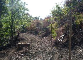 Apppalchian Forest Consultants picture of new deer fence project. Posts are in, but fence is not yet erected in this picture. The 8 foot fence will keep deer out of this new forest.