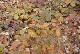 Appalachian Forest Consultants picture of good oak regeneration. AFC specializes in forest management!