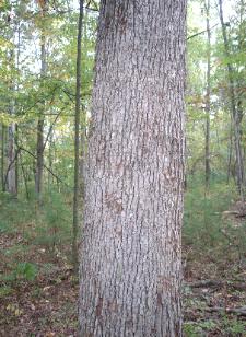 Appalachian Forest Consultants picture of bear scratched white oak. We share our woods with many a critter.