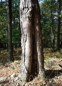 Appalachian Forest Consultants picture of tree with a rotten base. This damage was caused by past logging job where logging equipment was not controlled properly.