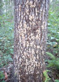 Appalachian Forest Consultants picture of gypsy moth egg masses on oak tree.