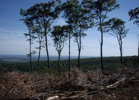 Appalachian Forest Consultants picture of seed trees in a regeneration harvest area. This harvest area was also fenced.
