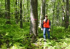 Consulting Forester Mike Wolf in a PA black cherry and tulip poplar stand in Cambria County.